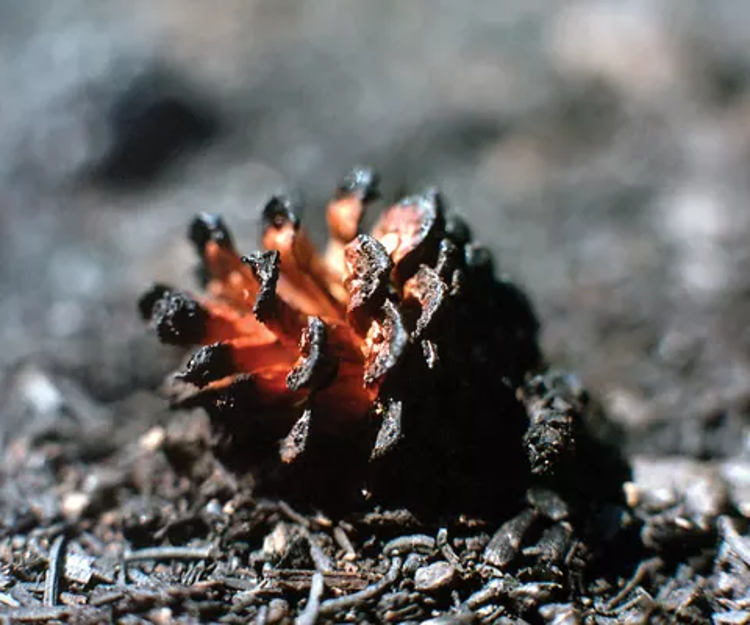 Burned Pinecone