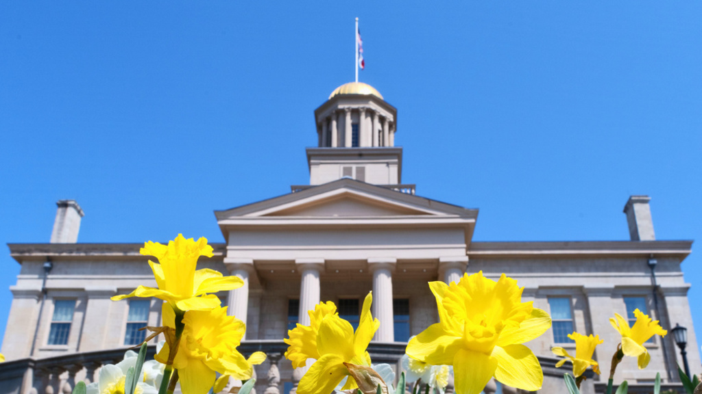 Daffodils in front of Old Capitol building